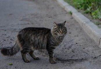 Street cat is sitting on the street. A stray, domestic cat walks along the street.