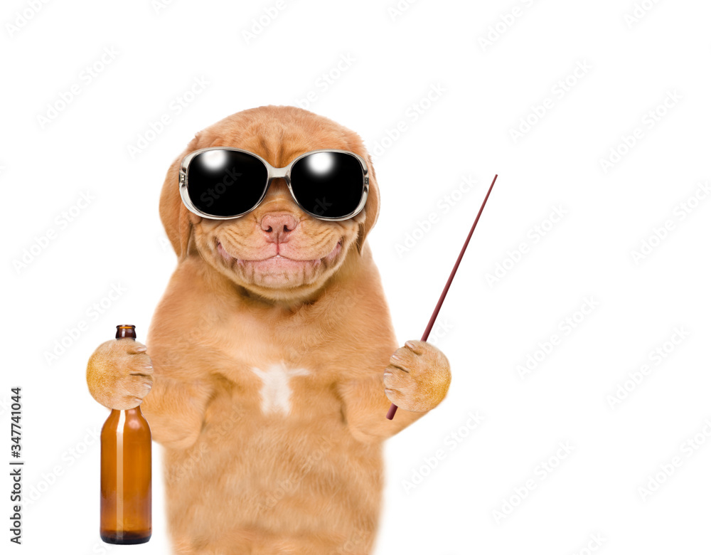 Poster drunk puppy wearing sunglasses holds bottle of a beer and points away on empty space. isolated on wh