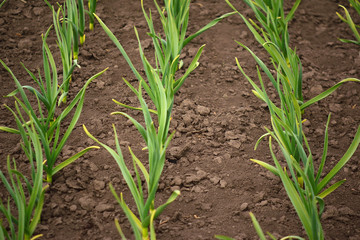 Garlic plantation. Rows of plants in the field. Organic horticulture.