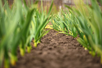 Organic horticulture.  Row of garlic on the plantation in the backyard garden.