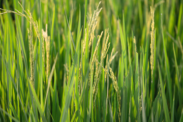 close up of the green rice field