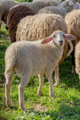 Sheep graze in a meadow close-up