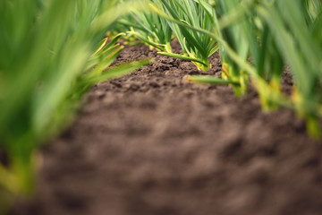 Garlic plant standing in a row. Organic horticulture. Copy-space.
