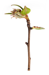 Plant branch with buds and small leaves isolated on white background