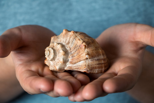 A seashell on a man's hands