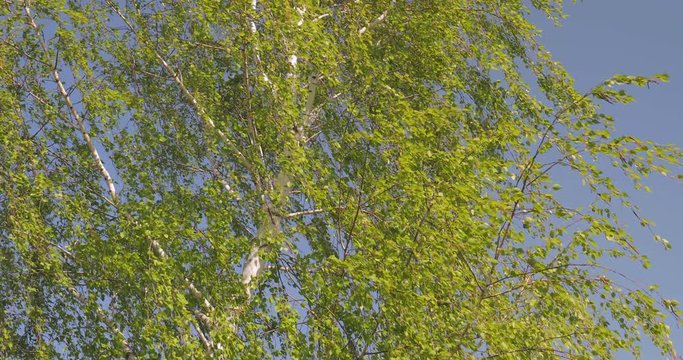 Green tree leaves in the wind, blue sky, fresh summer breeze