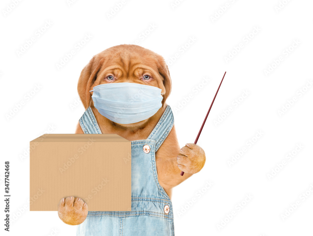 Poster puppy wearing medical protective mask and overalls holds big box and points away on empty space. del