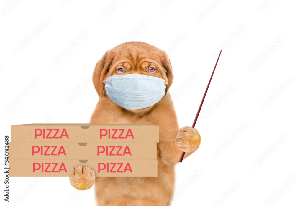 Poster pizza delivery dog wearing medical protective mask holds pizza boxes and points away on empty space.