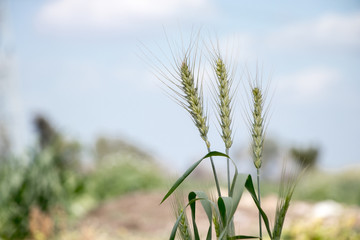 ears of wheat in field