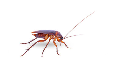 closeup cockroach on white background isolated