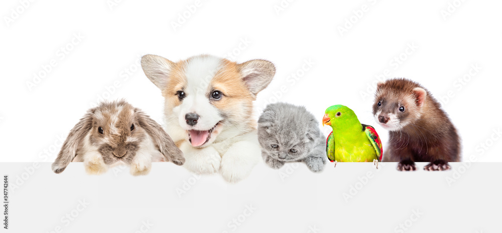 Poster group of pets look over empty white banner. isolated on white background. empty space for text