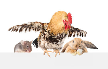 Big rooster sits with tiny mouse and rabbit above empty banner. isolated on white background