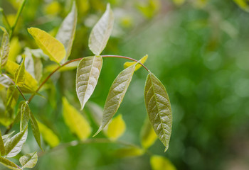 Tea leaf. Drops of dew on the grass. Green leaflets.