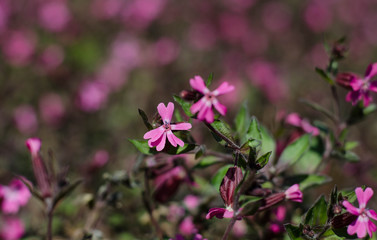 Fototapeta premium Pink little flowers. Flower bed