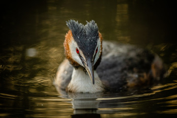 great crested grebe