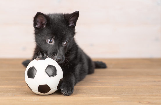 Playful schipperke puppy plays with soccer's ball. Empty space for text