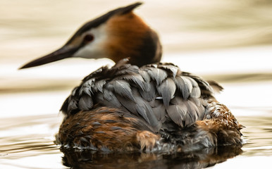 Grebe
