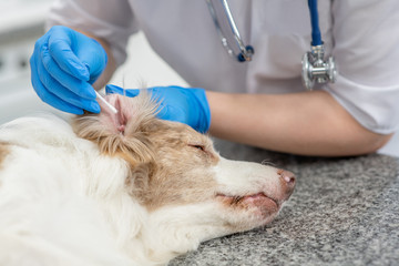 Vet cleans ears to a dog with cotton swab in a clinic