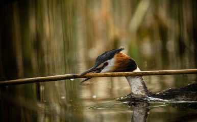 great crested grebe