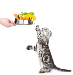 Playful tabby kitten looks at bowl of vegetables. isolated on white background