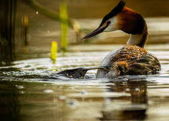 great crested grebe