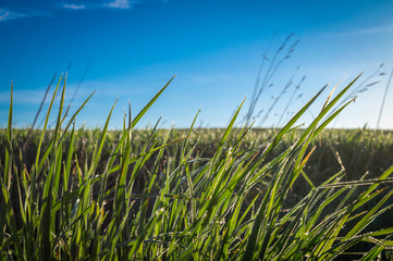 Fototapeta premium Long green grass in a low angle view in spring