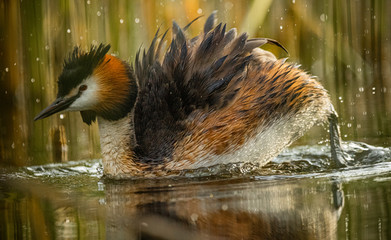 great crested grebe