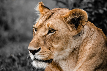 portrait of a lioness in the grass against a mono chrome background in the Masai mara