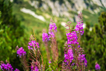 Chamerion angustifolium (Fireweed , chai Ivan) blooming plant / herb in the mountain. Natural herb concept. Natural medicine plant. Rila mountain, Bulgaria