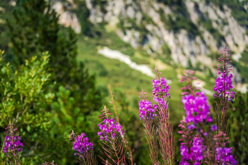 Chamerion angustifolium (Fireweed , chai Ivan) blooming plant / herb in the mountain. Natural herb concept. Natural medicine plant. Rila mountain, Bulgaria