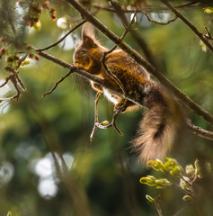 squirrel on a branch