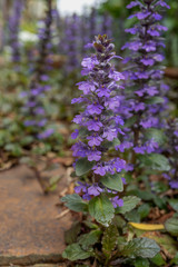 庭のアジュガ／Ajuga