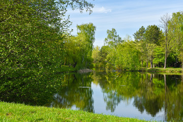 widok na jezioro między drzewami w parku 