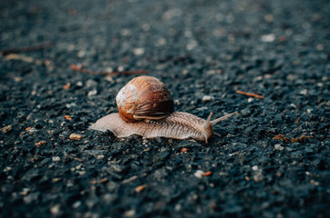 snail on the road after rain