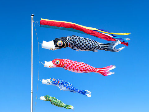 1 084 Best 真鯉 Images Stock Photos Vectors Adobe Stock