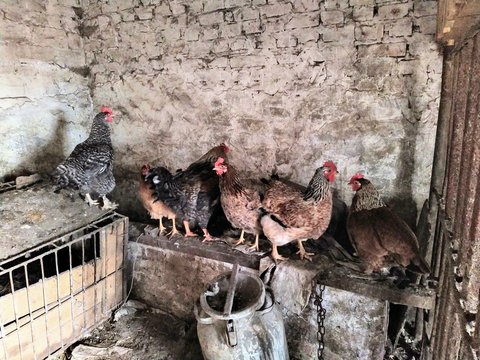 Chicken Coop With Chickens And Rooster On Farm