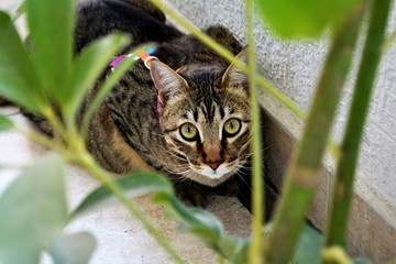 cat in the garden