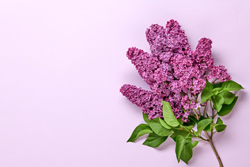 Lilac blossom spring bouquet on pink background . Beautiful lilac bloom flowering, top view. Creative fashionable trendy flat lay. Springtime blooming minimal concept.