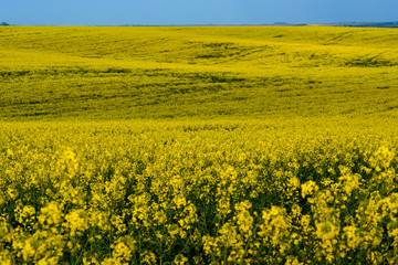 Fototapeta premium abundant flowering rapeseed field