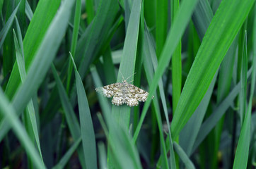 Butterfly on the grass.