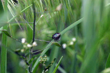 Insect on a green leaf.