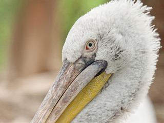Close up portrait of Dalmatian pelican (Pelecanus crispus), it is the most massive member of the pelican family.