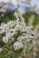 Cherry trees whith white blossoms blooming in the garden, white flowering, white flowers