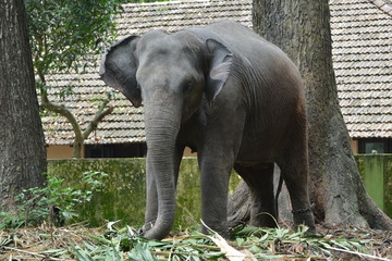 Fototapeta premium This photo of Elephant has taken from Thattekkad, Kerala.