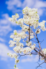 Cherry trees whith white blossoms blooming in the garden, white flowering, white flowers
