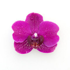 Fototapeta na wymiar Pink orchid with water drops isolated on white background.