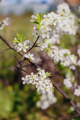 Cherry trees whith white blossoms blooming in the garden, white flowering, white flowers