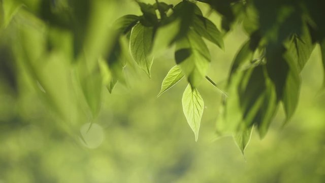 Beautiful natural 4k video background. Closeup view of fresh lush green leaves of tree and green defocused blurry bokeh of sunny sunset grass, trees and blue sparkling river water.