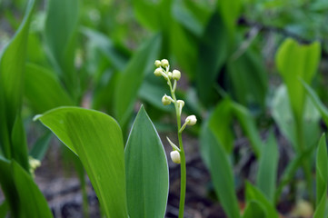 Lilies of the valley on a background of grass.