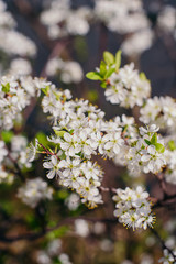 Cherry trees whith white blossoms blooming in the garden, white flowering, white flowers